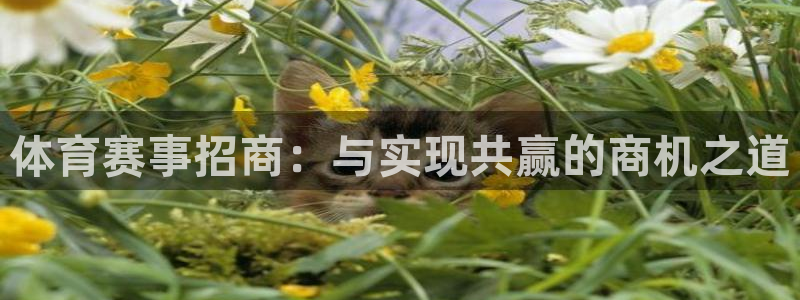 体育赛事招商：与实现共赢的商机之道